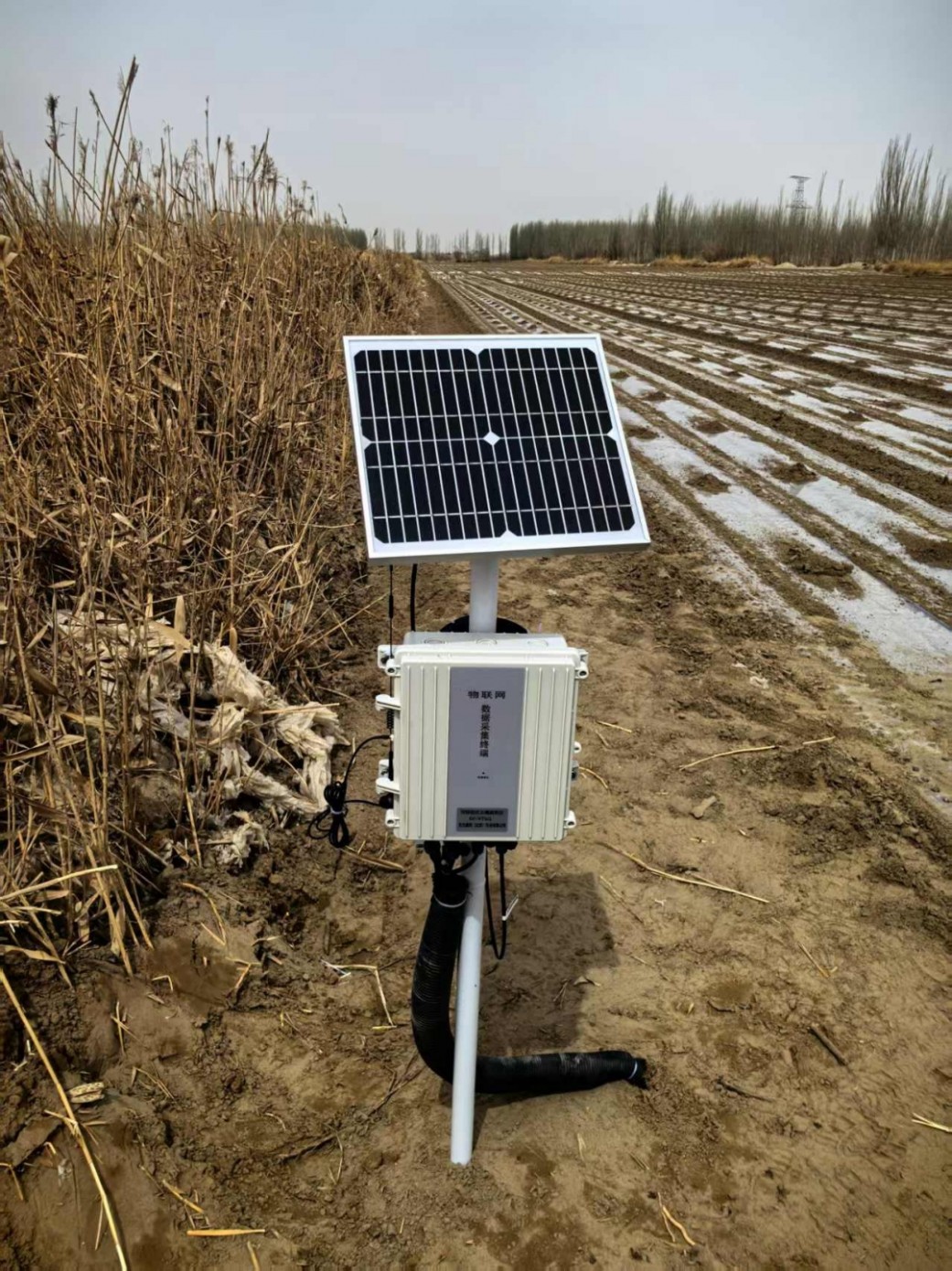 新疆大學棉花地土壤墑情站安裝驗收！