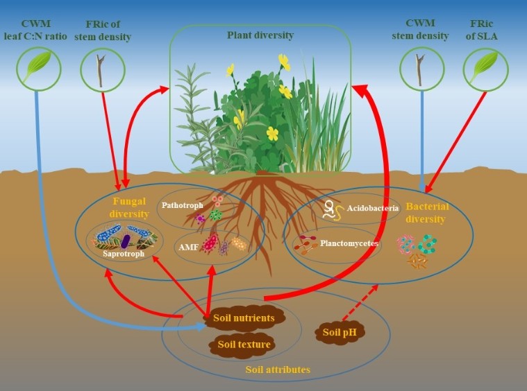 植物所科研人員在草原生態(tài)系統(tǒng)地上下生物多樣性關系研究中取得新進展
